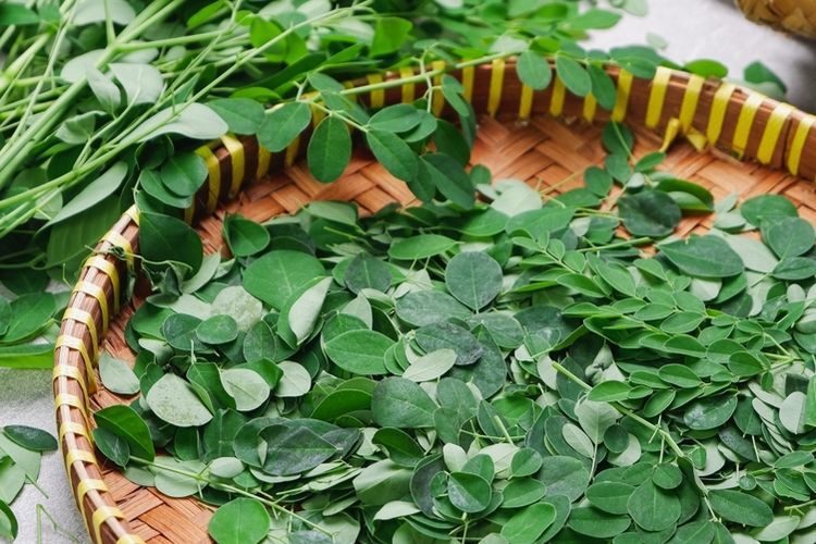 Apa Saja Manfaat dari Daun Kelor? Berikut 10 Daftarnya…